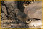 Juvenile Sonoran <BR>Curve-billed Thrasher