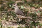 Chihuahuan<BR>Curve-billed Thras