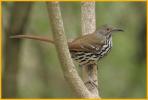 Long-billed Thrasher