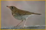 Bicknell's Thrush