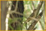 Clay-colored Thrush