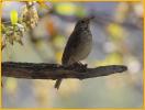 Interior West<BR>Hermit Thrush
