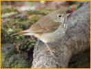 Eastern Hermit Thrush