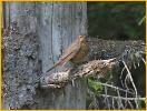 Pacific <BR> Hermit Thrush