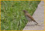 Russet-backed <BR>Swainson's Thrush