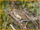Olive-backed<BR>Swainson's Thrush