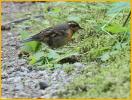 Female <BR>Varied Thrush
