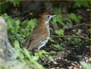 Wood Thrush