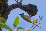 Black-crested Titmouse