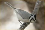Bridled Titmouse