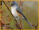 Tufted Titmouse