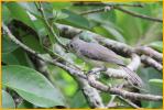 Juvenile<BR>Tufted Titmouse