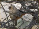 Abert's Towhee