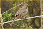 California Towhee