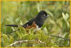 Florida <BR>Eastern Towhee