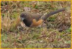 Female Florida <BR>Eastern Towhee