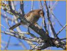 Juvenile Red-eyed<BR>Eastern Towhee