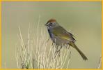 Green-tailed Towhee