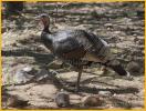 Wild Turkey Hen