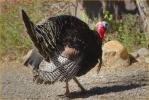 Wild Turkey