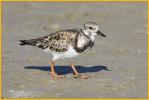 Nonbreeding<BR>Ruddy Turnstone