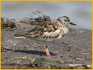 Female<BR>Ruddy Turnstone