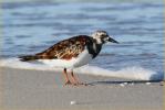 Ruddy Turnstone