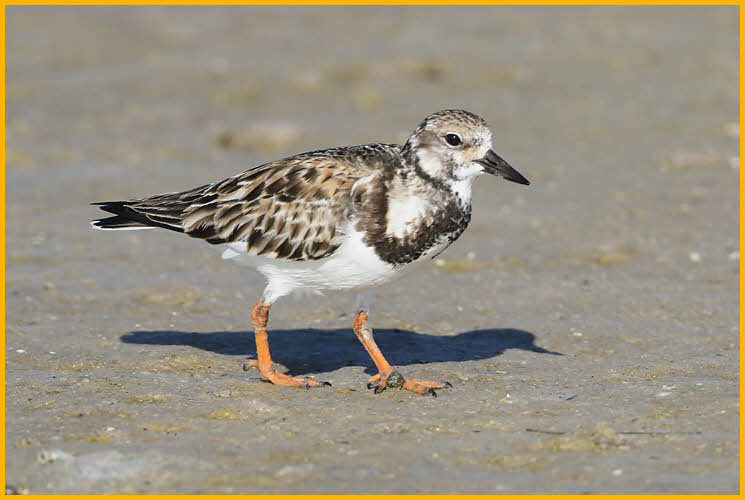 Nonbreeding<BR>Ruddy Turnstone