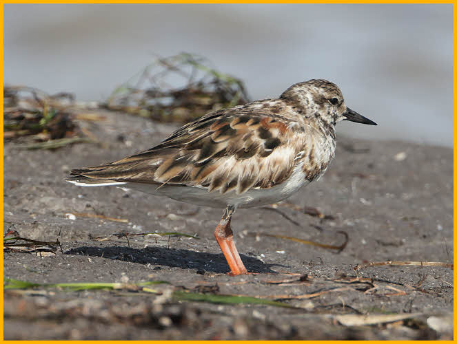 Female<BR>Ruddy Turnstone