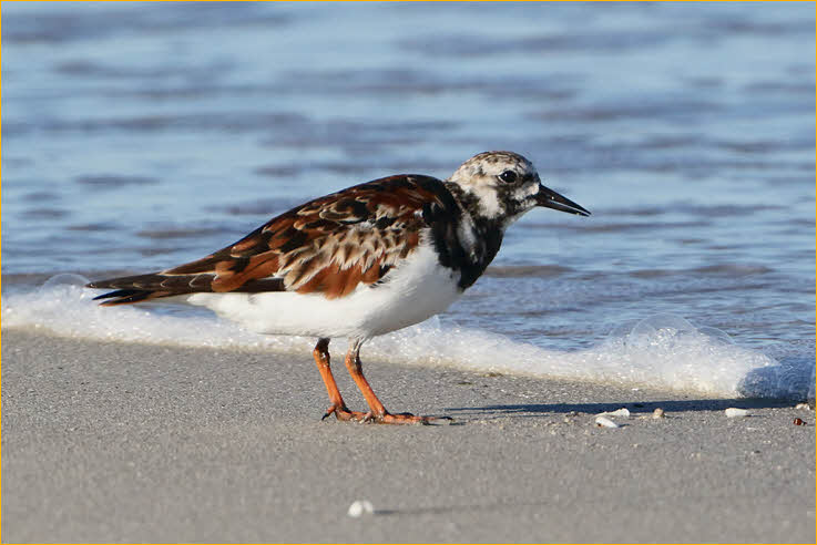 Ruddy Turnstone