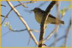 Western Veery