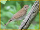 Eastern<BR>Veery