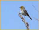 Verdin