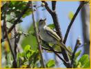 Black-whiskered Vireo