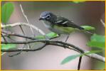 Northern<BR>Blue-headed Vireo