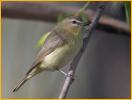 Drab Philadelphia Vireo