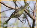 Bright<BR>Philadelphia Vireo