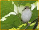 Red-eyed Vireo Chick