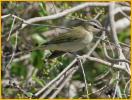 Red-eyed Vireo