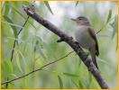 Western<BR>Warbling Vireo