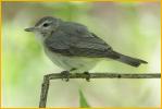 Drab Eastern<BR>Warbling Vireo