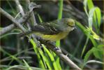 White-eyed Vireo