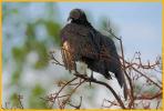 Black Vulture