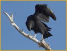 Black Vulture