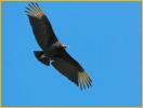 Black Vulture