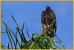 Turkey Vulture