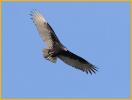 Turkey Vulture