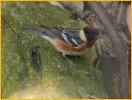 Bay-breasted Warbler