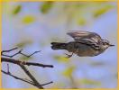 Black-and-White Warbler