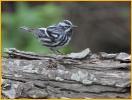 Black-and-White Warbler